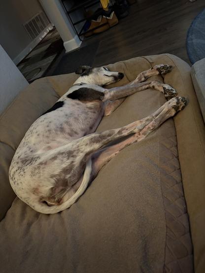 Photo of a white greyhound dog laying in a tan dog bed.