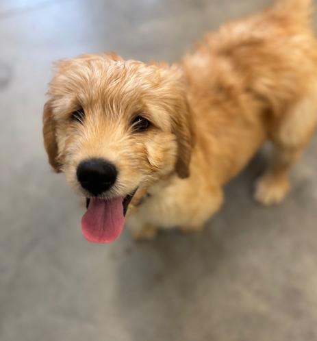 Wavy haired blonde Labradoodle puppy looking into camera