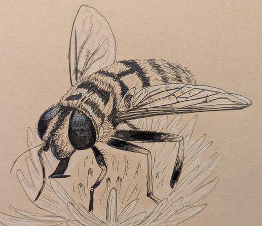 A drawing in black ink and white pencil on tan paper, showing a hoverfly on an aster flower. The hoverfly has a stripey, fuzzy body, big black eyes, and a cute stubby little proboscis.