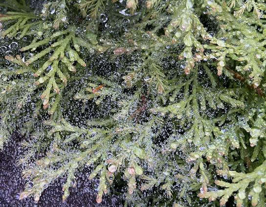 Looking down at a cedar shrub with beautiful water drops seemingly suspended in the air (actually on cobwebs)