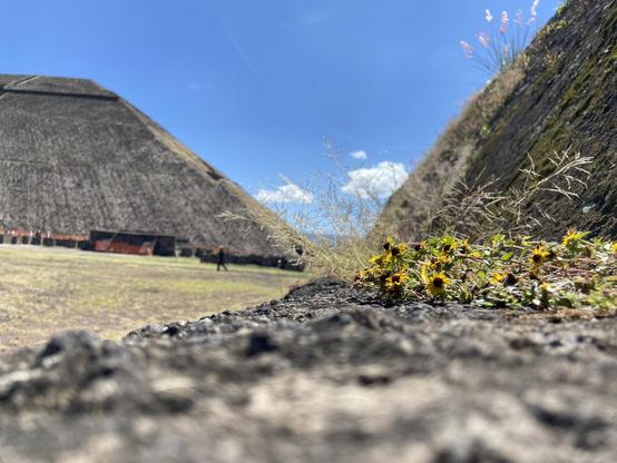 Closeup of some yellow flowers growing on architectural ruins, with one of the pyramids of Teotihuacan in the background (in Mexico)