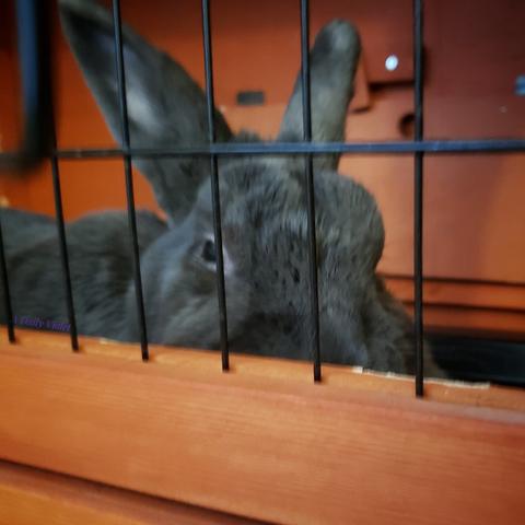Small grey rabbit peers grumpily over the edge of the upper portion of her open hutch.