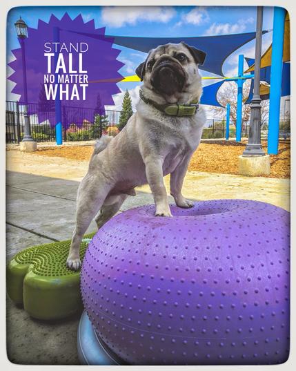 Image of a male pug dog standing on exercise balance balls. Patio area and some sun in the back. Graphic text on the left side of the image saying “stand tall no matter what”. The dog looks majestic and proud because the front legs are on a big, tall ball while the back legs are on smaller, lower to the ground balancing bone or platform in bone shape. 

I love you and miss you so much, Fitz. It broke my heart when you moved away. 

Sony. Day time. No flash.