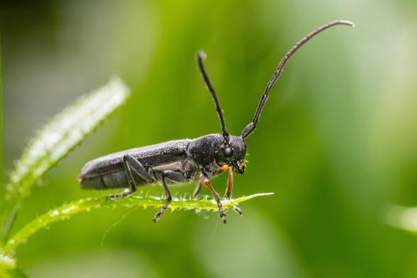 Small black wood boring beetle looking cute on a gren leaf