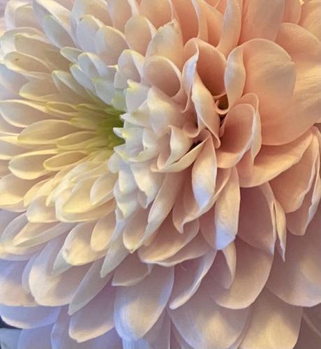 Closeup of a pink dahlia. The outer petals are pink, and the inner petals are cream. They're arranged in concentric circles of cute little curls.