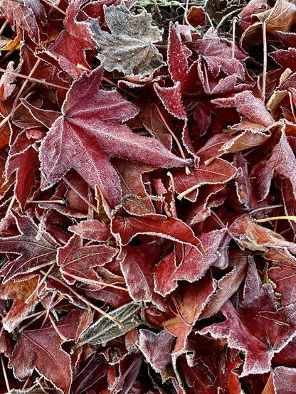 Frosty red fallen leaves look like printed textile.