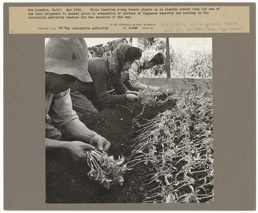 The image depicts a black and white photograph taken in San Leandro, California during April 1942. It shows several individuals working on an agricultural farm as part of the last shipment to market before Japanese Americans were evacuated for relocation during World War II by the U.S. War Relocation Authority. The people are seen tending tomato plants, bunching young shoots for sale or storage prior to their evacuation and housing in various relocation centers across the country due to wartime concerns about loyalty and internment of American citizens deemed potential security risks.
The photograph captures a moment from history where community members were engaged in farming activities amidst the broader context of racial discrimination, forced displacement, and incarceration faced by Japanese Americans during World War II. The text on top provides historical background information, emphasizing that it is an original file related to US War relocation authority documentation numbered 145-208 with a photo credit given to Dorothea Lange (Per NARA).
