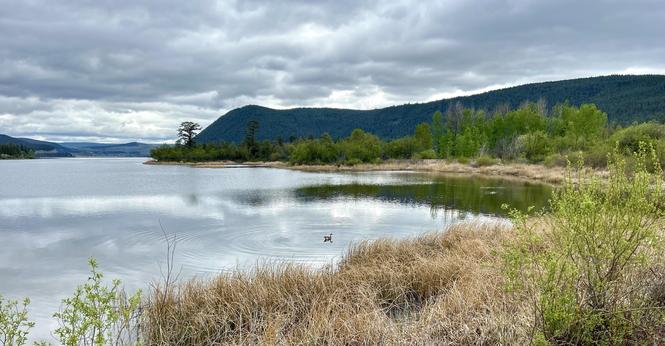 A tranquil lake scene featuring a still water surface, surrounded by lush greenery and distant hills. A single bird is swimming in the lake, creating ripples in the water. The sky is overcast with gray clouds.