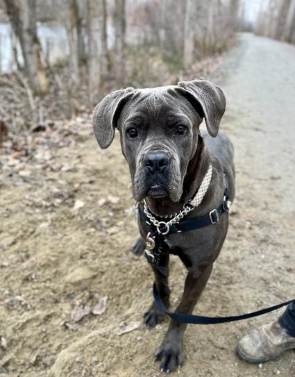 A beautiful Cane Corso puppy 7 months old dark gray short fur and long floppy silky ears She has dark eyes and she is looking tentatively into the camera while she stands on a walking pathway. She has a collar and a harness on.