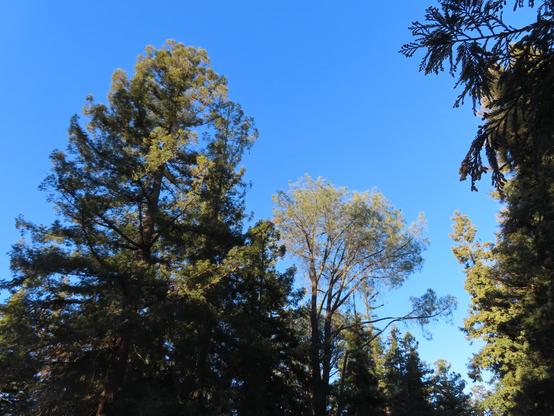 View of treetops in an arboretum grove against a blue sky. The trees are viewed from a distance. The tree on the left is tall with many branches reaching evenly around its trunk. The foliage up top is less wide so that sun may penetrate to the lower branches.  Likewise the tree in the middle, but it's less tall. To the right is a tree that does not have many branches remaining below, but has branches full of greyish-green needles up top.

Some redwood leaves of trees close to the camera are visible on the very right of the frame.