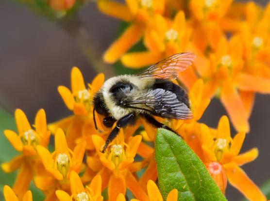 A closeup on a big bumblebee on a cluster of bright orange butterfly milkweed
