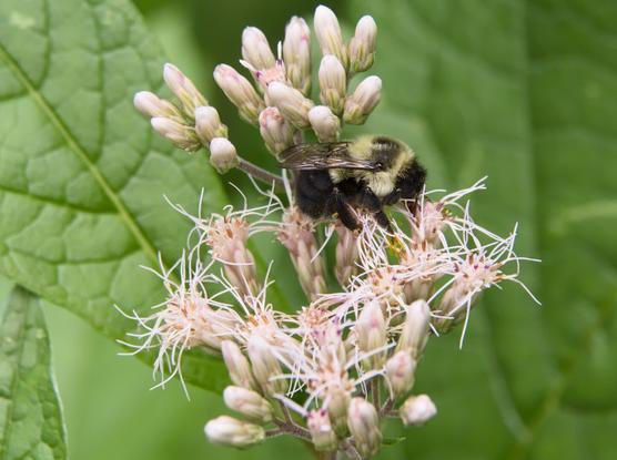 A bumblebee on a cluster of light pink flowers (some unopened, others frilly) of Spotted Joe Pyre