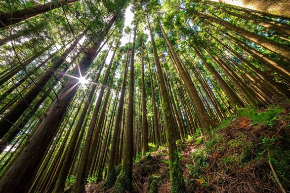 This image, taken by European elopement photographer Sturmsucht from Hamburg, captures a lush forest filled with tall, straight trees stretching high into the sky. The scene is bathed in natural light, with the sun visible between the trees, creating a starburst effect as its rays filter through the foliage. The forest floor is dense with green ferns, moss, and scattered natural debris, giving it a vibrant and untamed look. The trees are covered in patches of moss, emphasizing the forest's moisture and natural growth. The perspective from below looking upward highlights the height and grandeur of the trees, making the setting feel immersive and serene.