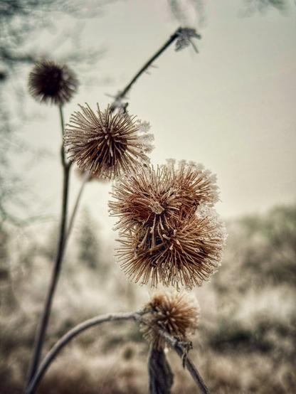 Thistle