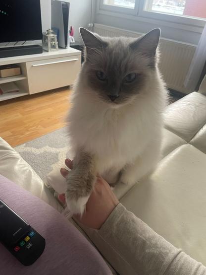Harmaavalkoinen kissa joka antaa tassua sohvalla