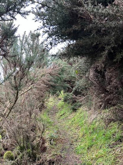 A narrow path through gorse bushes.
