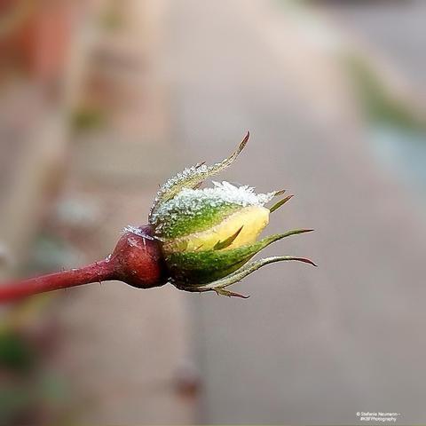 Eine gelbe Rosenknospe am Wegrand, auf der sich Raureif bildet.
 - 
A yellow rose bud by the wayside with soft rime building on it.