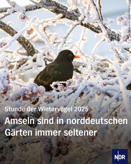 Foto: Amsel sitzt in schneebedeckten Zweigen
Text: Stunde der Wintervögel 2025; Amseln sind in norddeutschen Gärten immer seltener