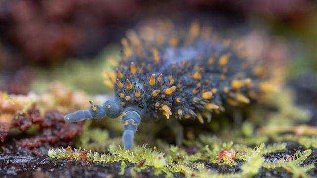 A photograph of a giant springtail walking on a mass-covered log. The springtail has soft blue skin and is covered in many soft yellow spines.