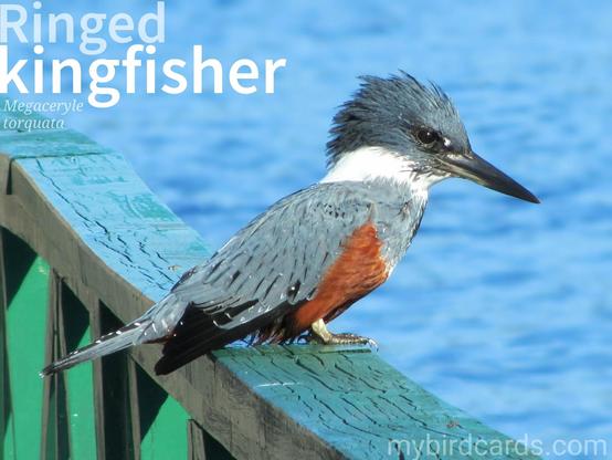 🌎 Ringed kingfisher (Megaceryle torquata) 

The Ringed kingfisher is a large kingfisher with a robust body, a shaggy crest, and a long, thick bill. Its plumage is predominantly blue-gray, with a white collar around its neck, giving the bird its name, and a bright chestnut belly. Ringed kingfishers are found in large parts of the Americas, from Mexico southwards, and they are known for their powerful, diving flight and their ability to catch fish by plunging into water from perches.

Conservation status: Least Concern (IUCN 3.1)

📷: Photo by Backpackerin via Pixabay

EBJA
