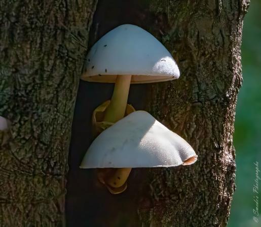 "The image shows two white mushrooms growing on the side of a tree trunk. The mushrooms have smooth, rounded caps and are positioned one above the other. The tree bark is rough and textured, providing a contrasting background to the smooth surface of the mushrooms. The lighting highlights the texture of both the mushrooms and the tree bark, creating a visually appealing composition.

While it's difficult to precisely identify the species of mushrooms from this image alone, they bear a resemblance to common tree-growing fungi like Oyster mushrooms (Pleurotus ostreatus) or similar species." - Copilot