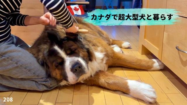 大型犬の飼い主は無責任💢大型犬なんて飼うな⁉︎【超大型犬3頭とカナダで田舎暮らし・海外生活】