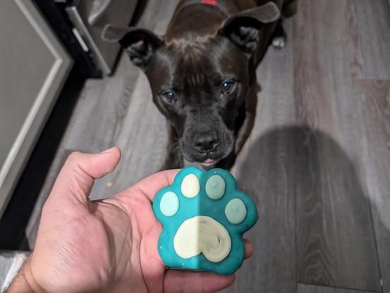 Pepper about to eat her birthday cookie.