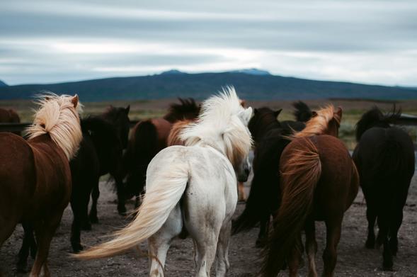 This image captures the rear view of a group of Icelandic horses, recognizable by their distinctively thick and flowing manes and tails. The horses are seen from behind as they move together across a rugged landscape. In the foreground, a striking white horse with a flowing blond mane stands out amidst the darker brown and black horses. The background features a serene, overcast sky with distant mountain ranges, evoking a sense of calm and connection to nature. The composition highlights the horses' natural beauty and the wild, untamed setting.