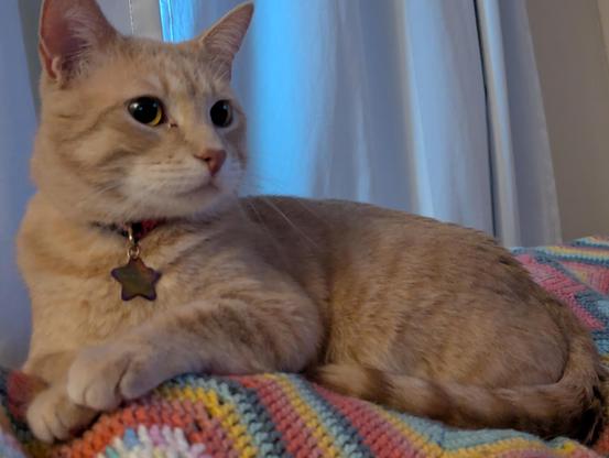 a light orange tabby sitting on a multicolored crochet blanket