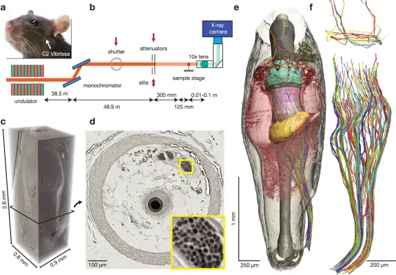 Abbildung 1 aus der Publikation; übersetzte Beschreibung:


(a) Fotografie eines Rattengesichts mit den typischen mystaziellen Vibrissen.

(b) Schematische Darstellung der Röntgen-Phasenkontrast-Bildgebung am GINIX-Parallellstrahl-Setup (DESY, Voxelgröße 650 nm).

(c) 3D-Darstellung des aufgenommenen C2-Follikel-Datensatzes.

(d) Virtueller 2D-Schnitt durch den Follikel zeigt detaillierte anatomische Strukturen (gelber Ausschnitt = axonale Innervation). Der Ausschnitt zeigt myelinisierte Axone des tiefen Vibrissalnervs in hoher Vergrößerung.

(e) 3D-Darstellung der dicht rekonstruierten Follikelanatomie, einschließlich Kapsel (transparent grau), Kavernösem Sinus (rot), Ringsinus (rot), Ringwulst (gelb), Merkelzellregion (pink), innerem konischen Körper (mint), Talgdrüse (grün) und axonaler Innervation (zufällige Farbzuteilung).

(f) Hochauflösende 3D-Darstellung von 174 myelinisierten und ≥58 nicht-myelinisierten Axonen des tiefen Vibrissalnervs (unten) sowie 14 zirkumferenziellen lanzettförmigen Axonen (oben), die vom oberflächlichen Vibrissalnerv versorgt werden.