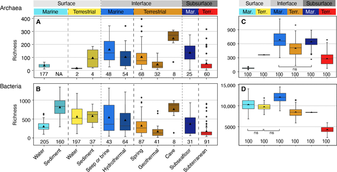 Observed archaeal and bacterial richness across environments based on 16S rRNA gene ASVs.
Archaeal (A) and bacterial (B) richness found in the 11 studied environments (n: number of included samples). Environments are grouped on the basis of biome (marine, terrestrial) and depth realm (surface, interface, subsurface). Note that Archaeal terrestrial water and sediment samples contain too few datapoints for robust visualization using boxplots, yet the plots were retained for completeness. NA, no value available. Total archaeal (C) and bacterial richness (D) using a subsampling approach to account for different group sizes (100 iterations using 1142 archaeal or 2271 bacterial reads, respectively). Normalized gamma diversity corroborates that archaeal diversity is highest in marine interface and subsurface ecosystems even when different group sizes are considered. All pairwise comparisons were significantly different (P < 0.001) except for those indicated with ns (not significant).