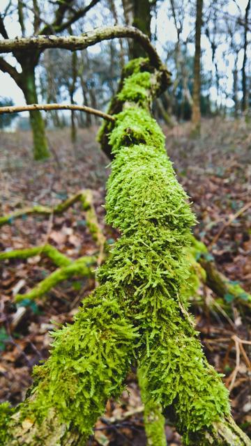 A #Branch with #Lichen...