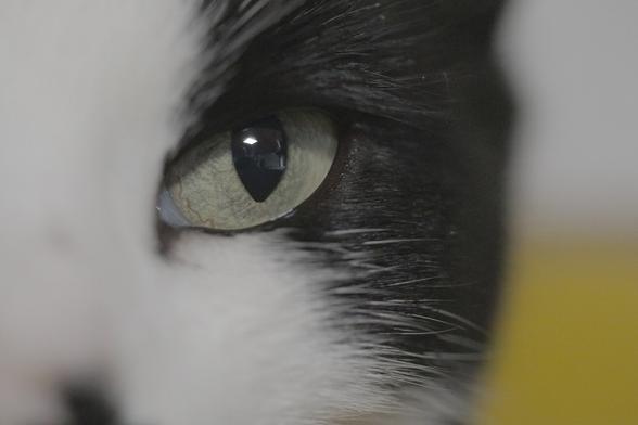 Katzenauge mit Makro: Sigma 105 mm