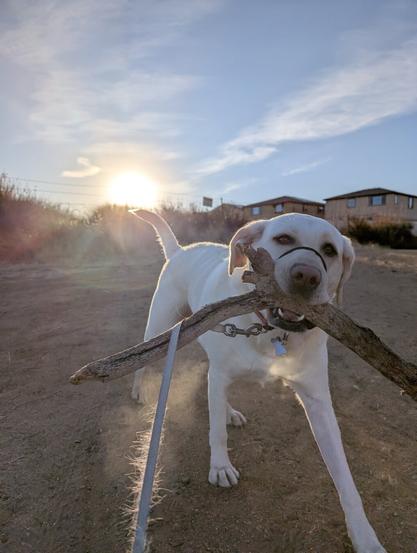Iorek a yellow lab found a large stick