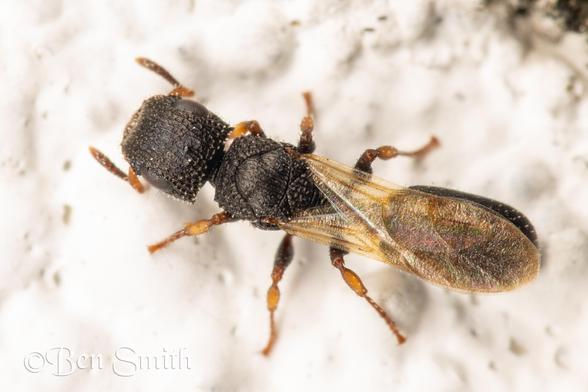 A top down view of a black ant with tan transparent wings. It has a highly textured cuticle and square head.