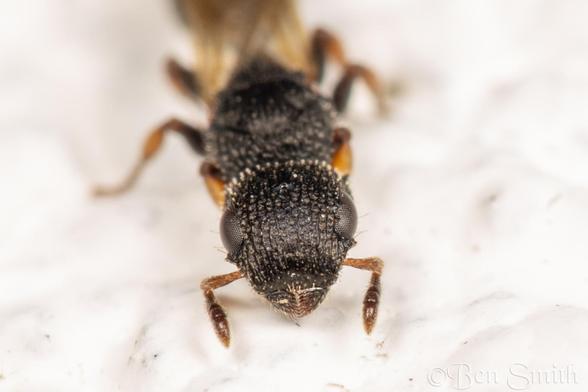 A face on view of the same ant.