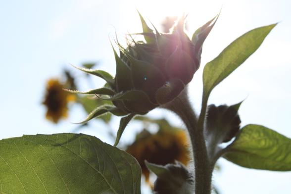 Sunflower in the sun. Older photo