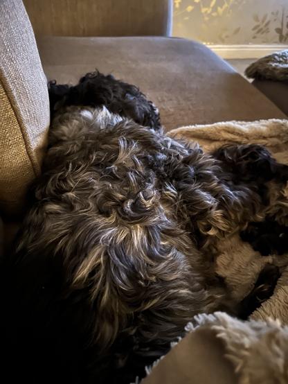 Sleepy Doggo on the couch
