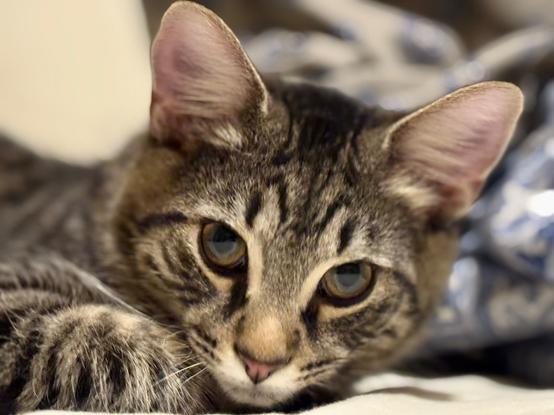 A brown tabby looking at the camera
