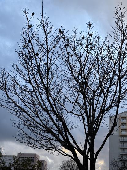A bare tree with intricate branches silhouetted against a cloudy sky, with several small birds perched among the branches. Nearby buildings are faintly visible in the background.