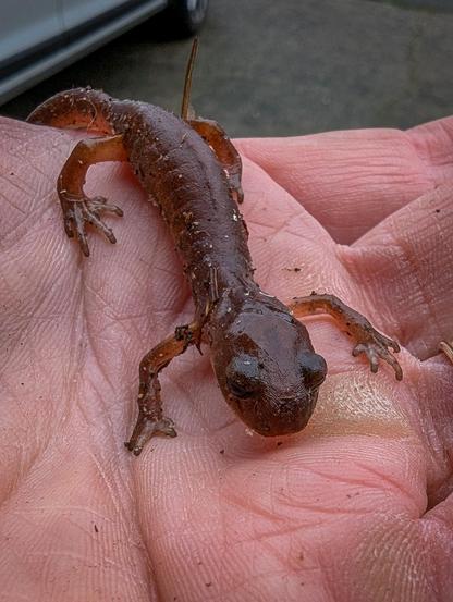 An Ensatina salamander on a human hand.
