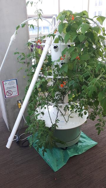 Pea and tomato plants grow from a round white cylinder supported by a green pot. The cylinder has holes in it, which the plants are growing out of, it has rings around it that are holding up the plant, and it has tubes going out around it, which I assume are the lights for the plants. A cord runs from an outlet in a nearby pillar toward the pot with the cylinder with the plants growing out of it.