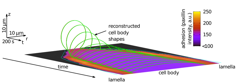 Reconstructed (r,z) cell body shapes and lamella growth as a function of time along spreading. The averaged spatial distribution of paxillin intensity along time is shown at the cell-substrate interface.