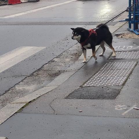 Un chien qui ressemble à Ponyo, le chien de l'ancien café vélo villeurbannais, qui s'apprête à traverser sur un passage piéton.