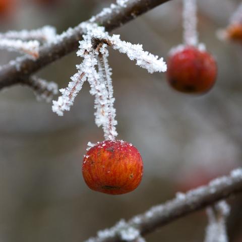 Ein Zierapfel an einem Zweig. Eiskristalle am Stängel.