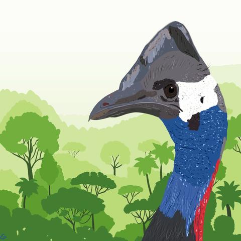 A dwarf cassowary, a tall bird with a big grey beak, a grey horn on its head, blue neck and dark brown body, in front of a rainforest background.