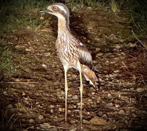 A slender bird in brown and beige colors, with long legs, knobby knees, a short beak and big eyes adapted to its nocturnal lifestyle. It is caught in the headlights of a car and seems to be frozen in its stance… (and flew off a second after I took this photo)