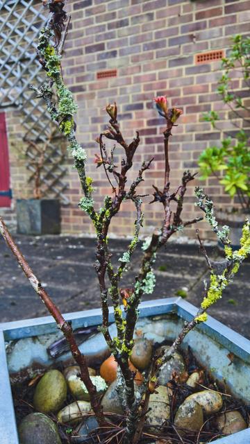 #Still #NotRoses... #IT's a #Branch with #SomeLichen on #IT...