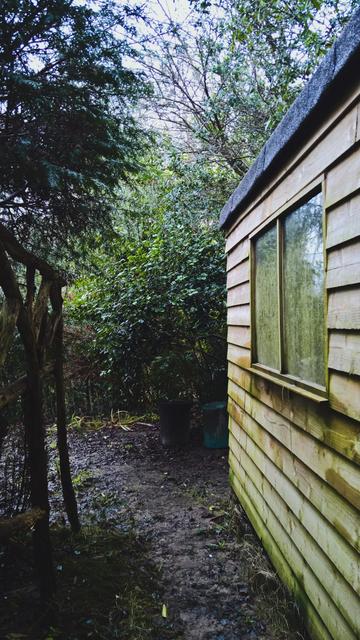 #Nope... #Still #NotRoses... 

But, #OurCamellias are #Still #Camellioratin'... #IT'll be #SpringSoon... #Soonish™️