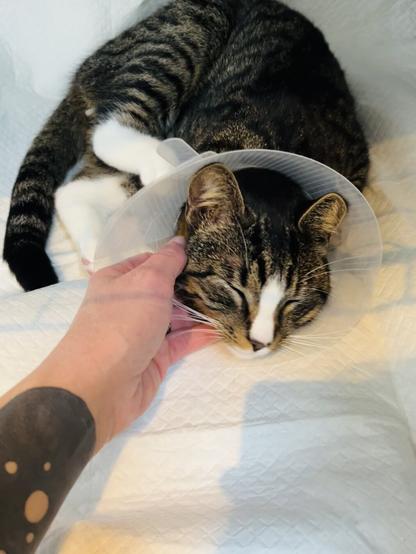 A tabby cat wearing a cone.